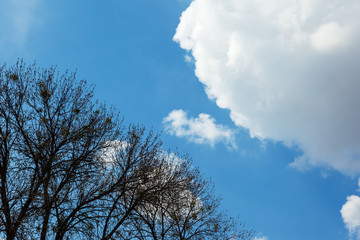 Branches of trees without leaves and white clouds on a blue sky in the spring afternoon.