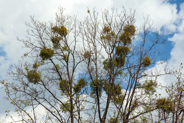 Green mistletoe is high on spring trees branches without leaves. The parasitic plant Mistletoe, Viscum album grows on trees. Blue sky background.