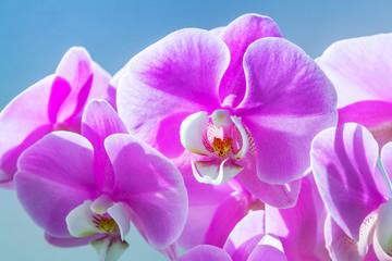 Naklejka na ściany i meble Phalaenopsis room orchid flowers head bouquet blossom on blue background. A branch of beautiful purple phalaenopsis.