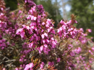 natürliche Erika Pflanze im Wald in der Sonne