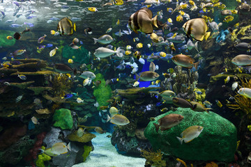 Fototapeta na wymiar Indo Pacific Coral Reef and tropical fish of Rainbow Reef at an Aquarium Toronto