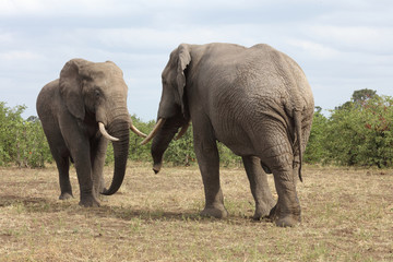 Fototapeta premium Afrikanischer Elefant / African elephant / Loxodonta africana