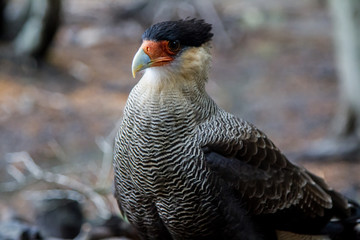 Aves de la Patagonia
