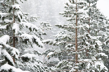 Winter landscape with a pine forest covered with snow during a snowfall with snow-covered tree branches in the foreground