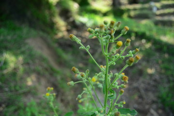 beautiful wild plants