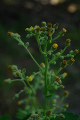 beautiful wild plants