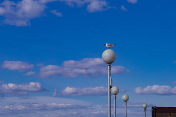 Seagull sitting on a lantern against the blue sky and white clouds in Cheboksary,Russia