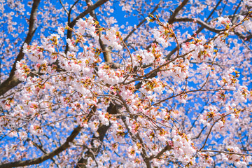Sakura or cherry blossom in spring time on background of blue sky