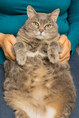 Thick, gray cat on the hands of a woman.