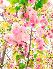 Pink flower in spring season with nature background