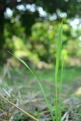 beautiful wild plants