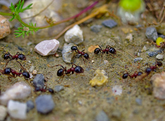 Ants close up working on their natural environment. Macro photo of ants group. Stones soil and small plants.