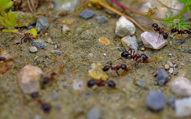 Ants close up working on their natural environment. Macro photo of ants group. Stones soil and small plants.