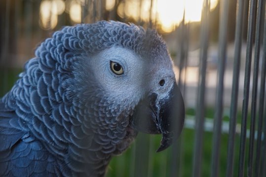 grey parrot near fence