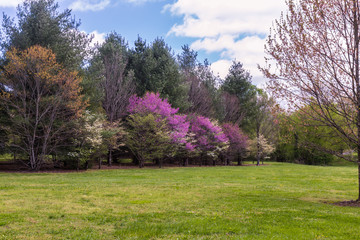 Dogwoods and Redbuds