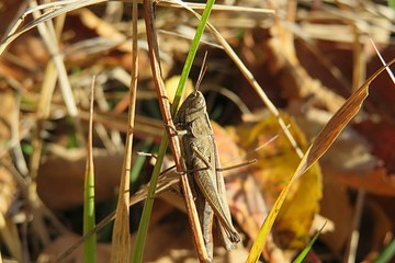 Brown grasshopper on plant branch in autumn garden, closeup 