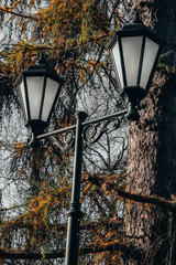 lamp