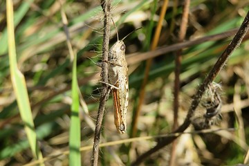 Grasshopper on branch in autumn garden, closeup