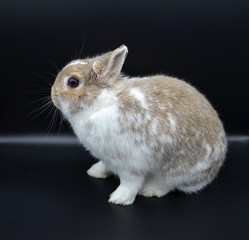 Small Domestic Rabbit Isolated