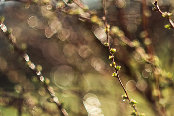 tree branches with swelling buds, spring background, blur, selective focus