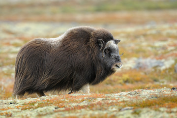 Muskox, Cow, Dovrefjell National Park, Norway, Europe