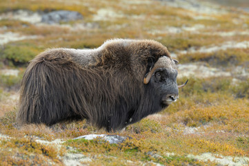 Muskox, Bull, Dovrefjell National Park, Norway, Europe