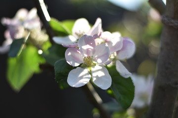 Blühender Säulenapfel