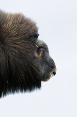 Muskox, Cow, Dovrefjell National Park, Norway, Europe