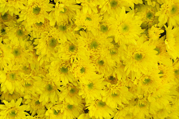 Beautiful yellow chrysanthemum background