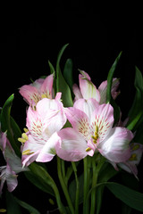 Fototapeta na wymiar Alstroemeria Peruvian Pink and White Lily on Black Background
