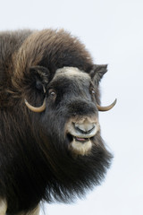 Muskox (Ovibos moschatus), Cow, Dovrefjell National Park, Norway, Europe