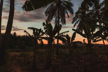 Moody  and dramatic tropical background