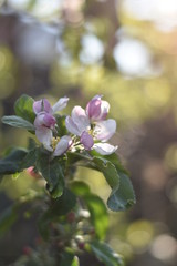 Bl&uuml;hender S&auml;ulenapfel
