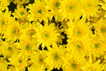 Beautiful yellow chrysanthemum background