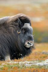 Fototapeta premium Muskox (Ovibos moschatus), Cow, Dovrefjell National Park, Norway, Europe