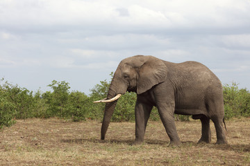 Fototapeta na wymiar Afrikanischer Elefant / African elephant / Loxodonta africana