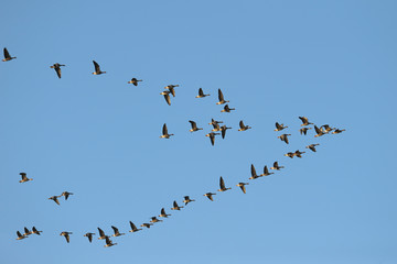 Flock of White-fronted Geese, Anser albifrons, Mecklenburg-Western Pomerania, Germany, Europe