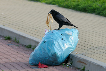 Carrion crow on a trash bag, Germany, Europe