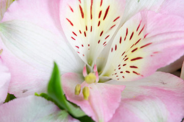 Fototapeta na wymiar Alstroemeria Peruvian Pink and White Lily on Black Background