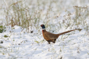 Pheasant in wintertime, Phasianus colchicus, Germany, Europe