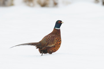 Pheasant, Phasianus colchicus, Male, Germany, Europe
