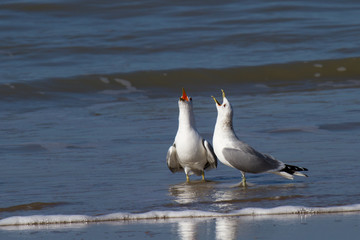 screaming seagulls in flat water on the beach