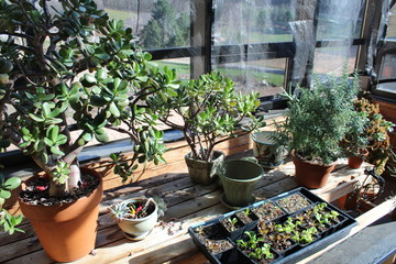 Greenhouse Succulents 