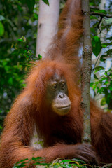 orangutanes en la selva de Sumatra