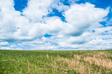 Obraz premium Grass Field and Cloudy Sky