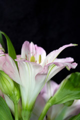 Alstroemeria Peruvian Pink and White Lily on Black Background