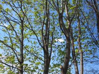 Background of trees and leaves against the sky
