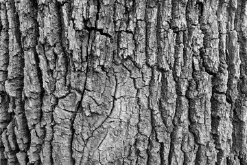 Bark of old big oak tree texture in black and white.