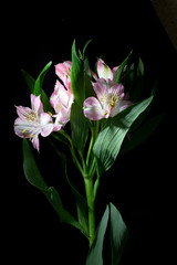 Alstroemeria Peruvian Pink and White Lily on Black Background