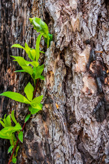 tree bark with green leaves